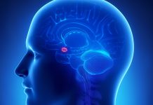 记忆原理-探索记忆与遗忘背后的机制 记忆原理-探索记忆与遗忘背后的机制