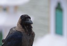 解剖一只死亡的独角兽,研究企业经营业绩的商业模式