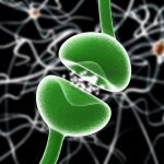 Neurons