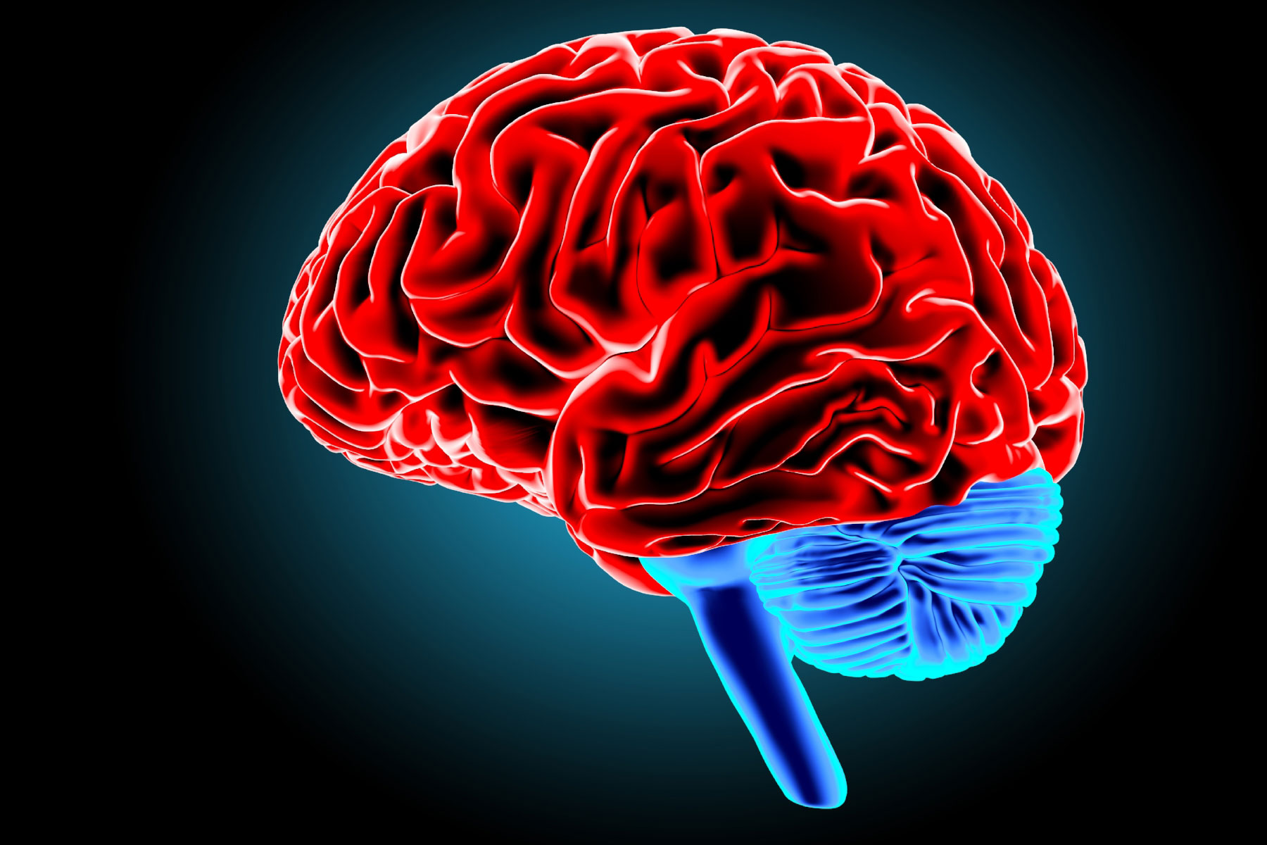 图259 大脑半球(外侧面)-人体解剖学实验-医学
