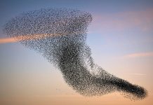 生物学思维 理解复杂世界的一把金钥匙