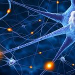 神经可塑性_neurons