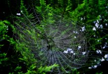 复杂性思维——应对混沌与秩序之间的不确定性世界 复杂世界网络