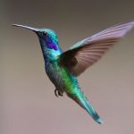 hummingbird-bird-birds-349758