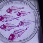 生物的基本单位