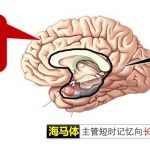 黄金圈大脑构造