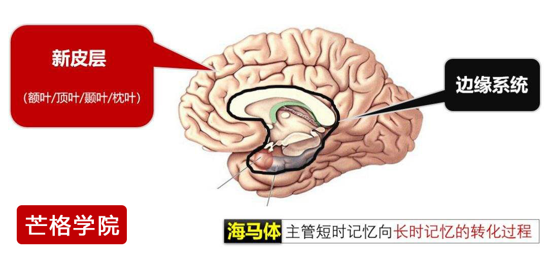 边缘脑负责人所有的行为和决策