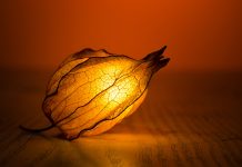 心理能量层级模型与人类心智成长的奥秘 心理能量层级