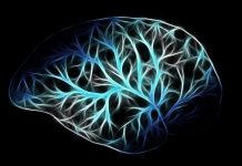 学习的终极奥秘——知识是如何在大脑中生根的 学习的奥秘