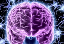 大脑简史——以窥见亿万年来人类大脑进化的艰难历程 大脑进化简史