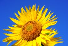 积极心理学的起源-探索人类幸福和突出优势的科学 积极心理学