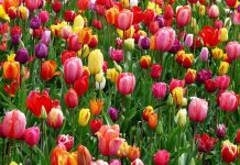 构建你的数字花园——思想为种,繁花似锦 数字花园