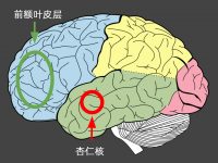 Amygdala-prefrontal-lobe