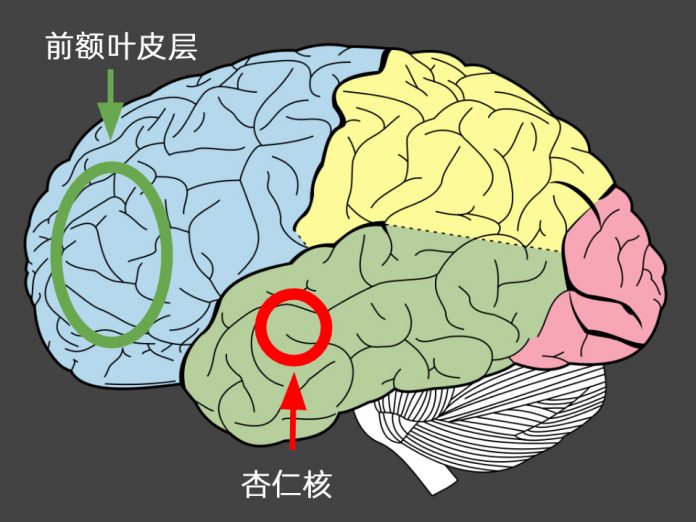 认知大脑的情绪生活-探索人类情绪的奥秘 | 芒格学院