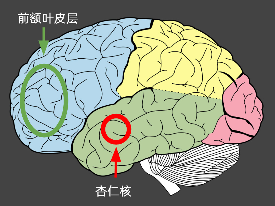 杏仁核-前额叶”通路