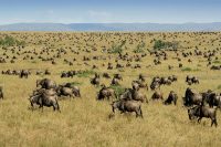 herd-of-blue-wildebeest