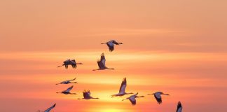 万物并育——思维方式与思维模型的协同之道 思维方式与思维模型的协同之道